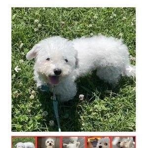 Meet your Posher, Teaneshia